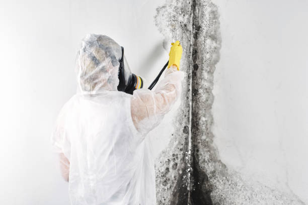 Best Local water damage restoration  in USA